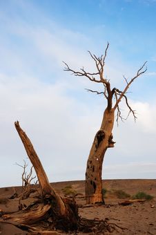 Dead Tree In Desert Stock Images Dead Tree In Desert Stock Images