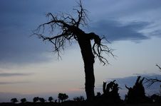 Dead Standing Tree In Sunset Stock Photos Dead Standing Tree In Sunset Stock Photos