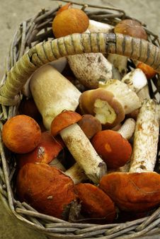 Basket With Mushrooms Aspen Royalty Free Stock Photography Basket With Mushrooms Aspen Royalty Free Stock Photography