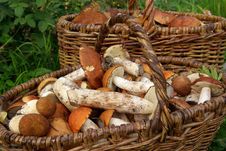 Two Baskets Of Mushrooms Royalty Free Stock Photography Two Baskets Of Mushrooms Royalty Free Stock Photography