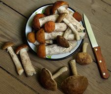 Mushrooms Royalty Free Stock Photos Mushrooms Royalty Free Stock Photos