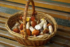 Basket Of Mushrooms Royalty Free Stock Images Basket Of Mushrooms Royalty Free Stock Images