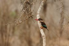 Brown-Hooded Kingfisher (Halcyon Albiventris) Royalty Free Stock Photo