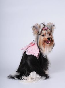 Lovely Biver York Dog Portrait Stock Image