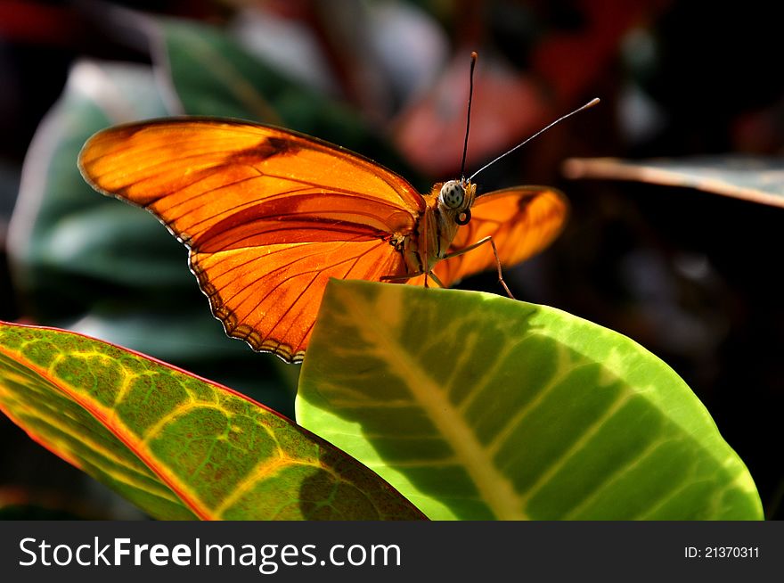 Orange Julia Butterfly,Dryas Iulia