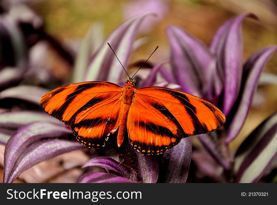 The tiger longwing,aka,Dryadula phaetusa,finds its favorite purple flower to alight on. The tiger longwing,aka,Dryadula phaetusa,finds its favorite purple flower to alight on.