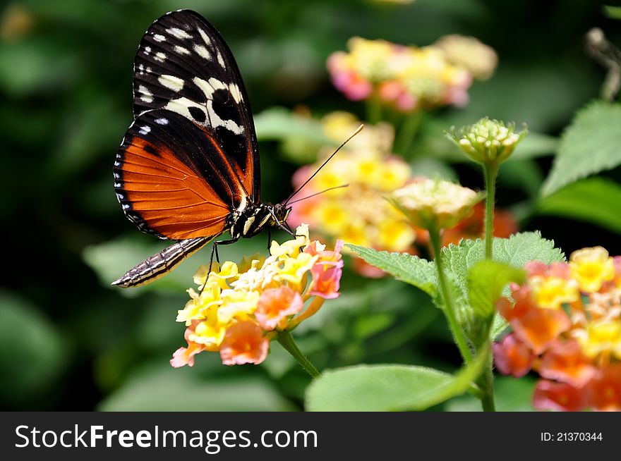 A Feeding Helicon Butterfly