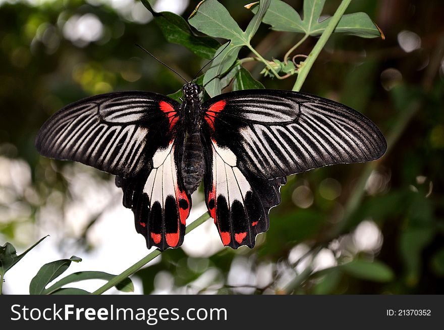 Pretty Female Scarlet Mormon Butterfly