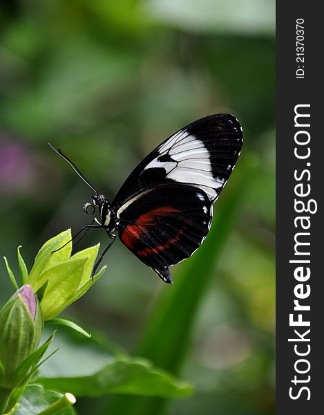 A Heliconius cydno,aka,black and white longwing butterfly,with a pollen soaked proboscis.