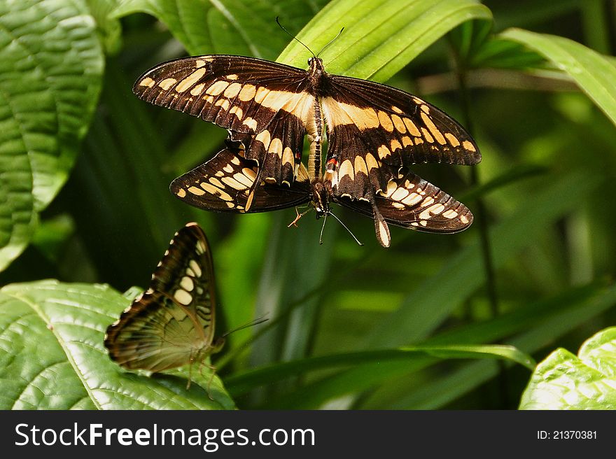 Mating King Swallowtail Butterflies