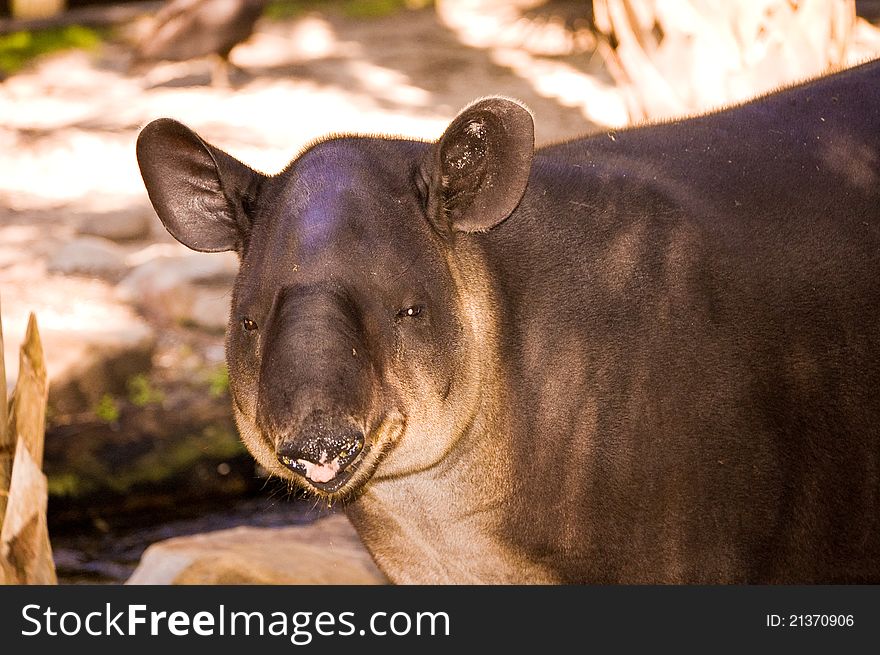 A tapir at a zoo in Florida