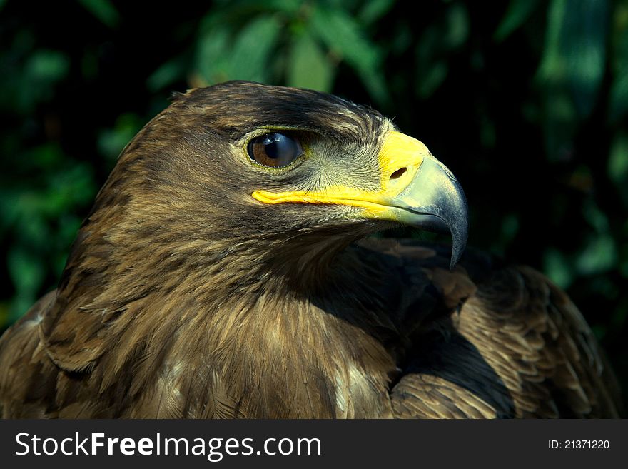 A golden eagle with a leafy environment