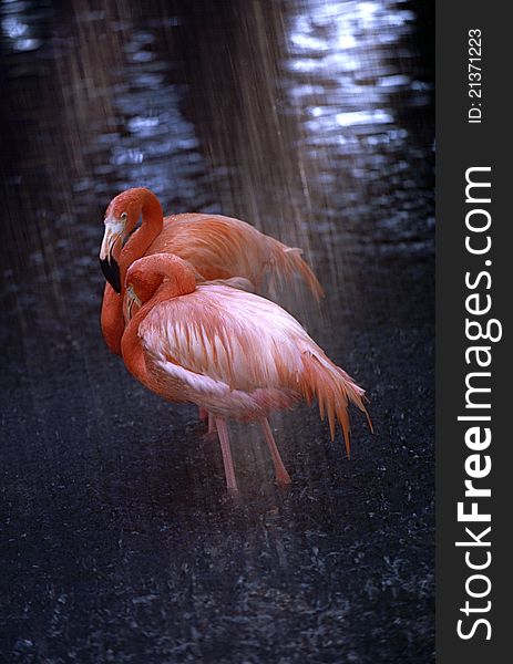 Male and female flamingo cuddle together under a rain shower at Lowry Park Zoo,  Tampa, Florida, America. Male and female flamingo cuddle together under a rain shower at Lowry Park Zoo,  Tampa, Florida, America