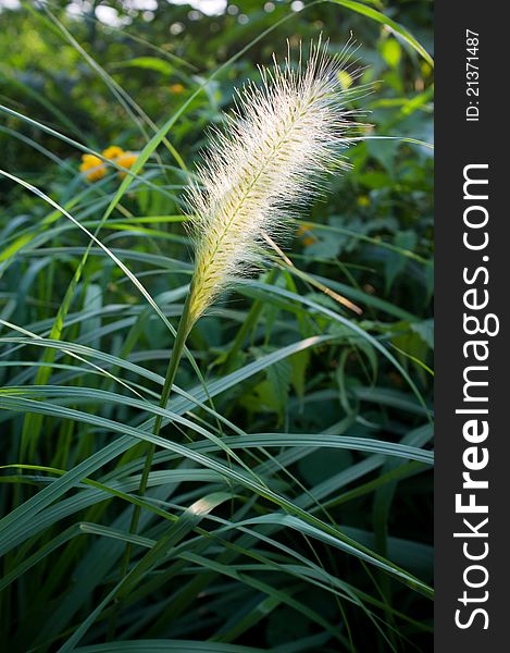 Photo is green bristle grass blackground