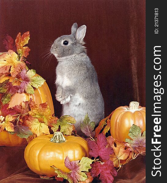 Autumn Bunny Sitting In The Leaves And Pumpkins