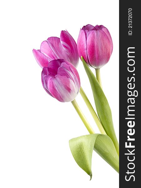 Three stems of pink tulips isolated on a white background. Three stems of pink tulips isolated on a white background