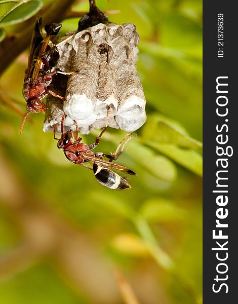 Hornets work on building nest. Hornets work on building nest.