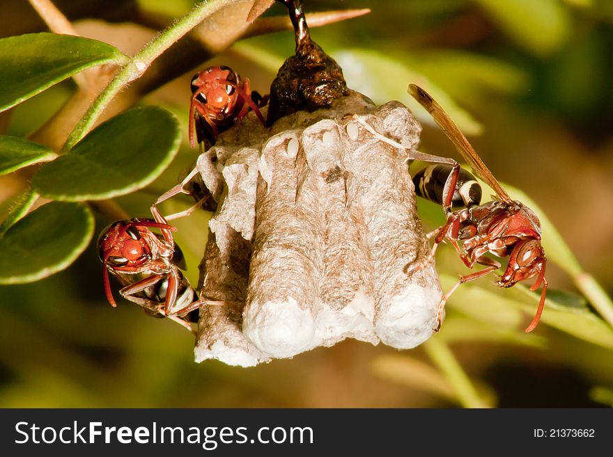 Hornet nest