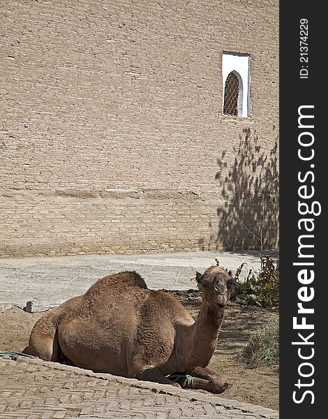 Uzbekistan, The Camel