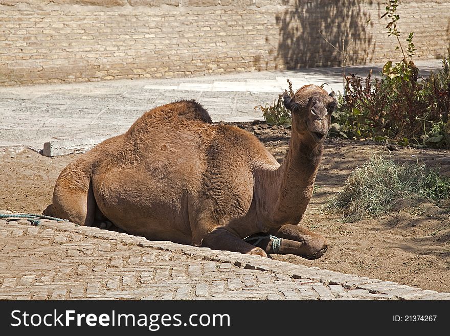 Uzbekistan, the camel at rest. Uzbekistan, the camel at rest