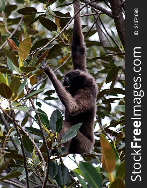 A mature Lar Gibbon from south-east Asia, swinging through tree branches.