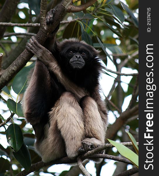 A mature Lar Gibbon from south-east Asia, sitting carefully and watching the photographer.