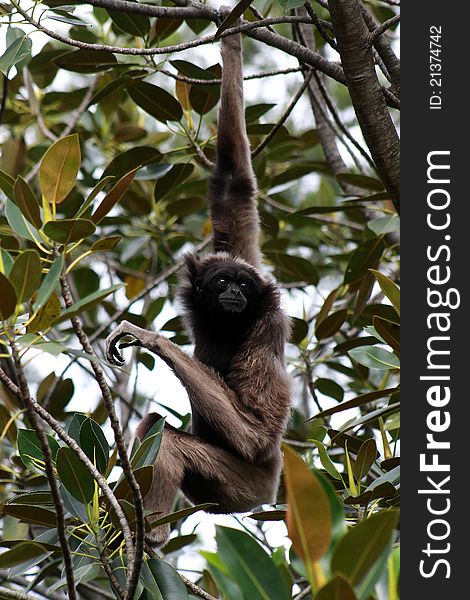 A mature Lar Gibbon from south-east Asia, hanging from a branch and watching his surrounds.