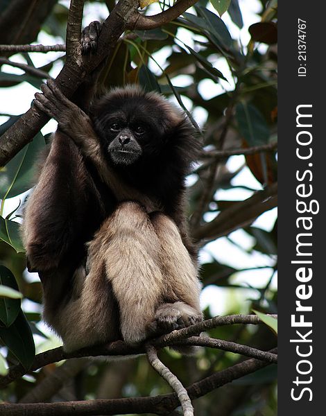 A mature Lar Gibbon from south-east Asia, sits alone in a branch and checks out the photographer.