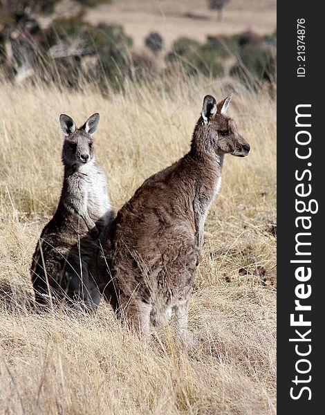 A pair of Australian eastern grey kangaroos in the dry winter grass, on the outskirts of Canberra. A pair of Australian eastern grey kangaroos in the dry winter grass, on the outskirts of Canberra.