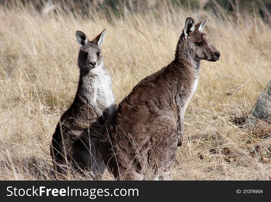 Grey Kangaroo s