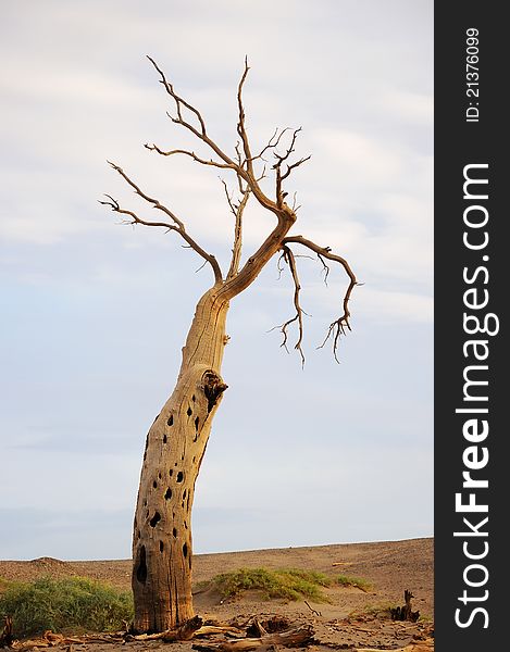The dead standing diversifolious poplar tree in desert. The dead standing diversifolious poplar tree in desert