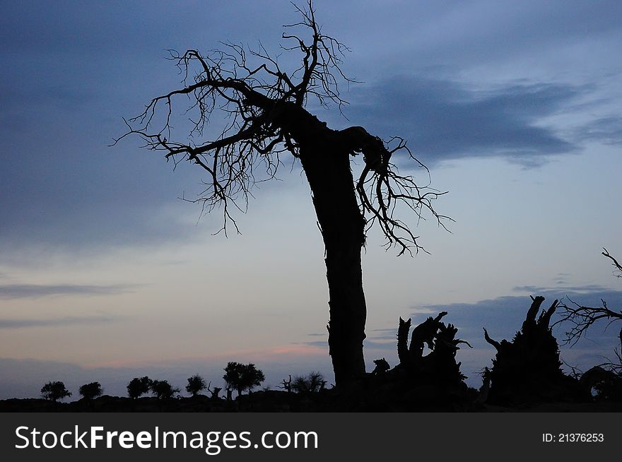 The dead standing tree in desert with sunset glow. The dead standing tree in desert with sunset glow