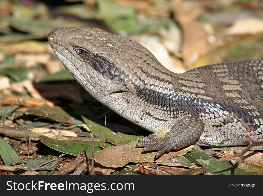 Partial image of an Australian Blue Tongue lizard sunning himself.