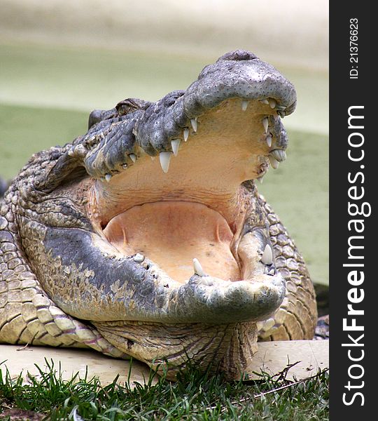 A head image of an ageing crocodile in captivity, with gaping jaw as if laughing. A head image of an ageing crocodile in captivity, with gaping jaw as if laughing.