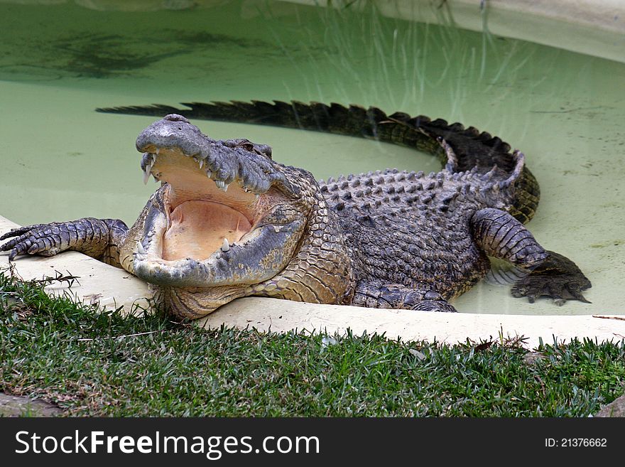 An ageing Australian Salt Water crocodile in captivity, enjoying its pool. An ageing Australian Salt Water crocodile in captivity, enjoying its pool.