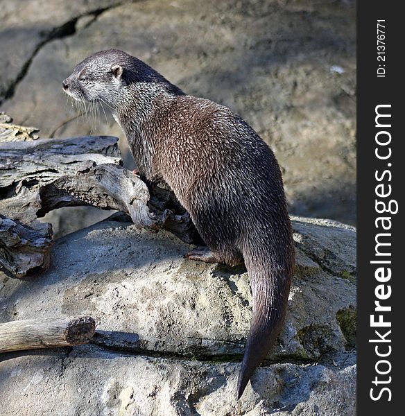 A captive zoo otter surveys its surrounds for food. A captive zoo otter surveys its surrounds for food.