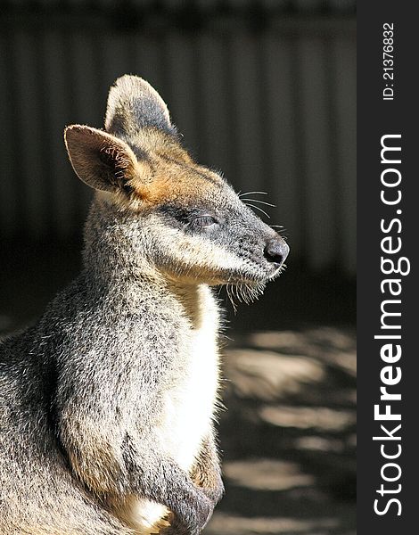 A captive Australian Rock Wallaby warming itself in the afternoon winter sunshine.