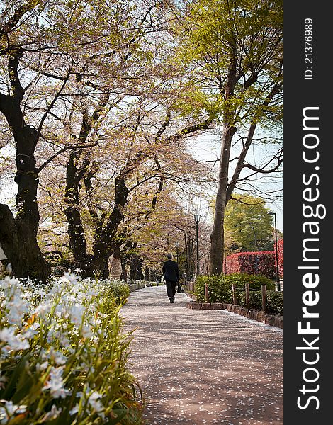 Falling Cherry Blossom in a path of Tokyo,Japan. Falling Cherry Blossom in a path of Tokyo,Japan