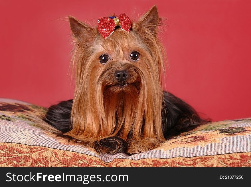 Pretty brown yorkshire terrier lying on the pillow and looking at camera. Pretty brown yorkshire terrier lying on the pillow and looking at camera