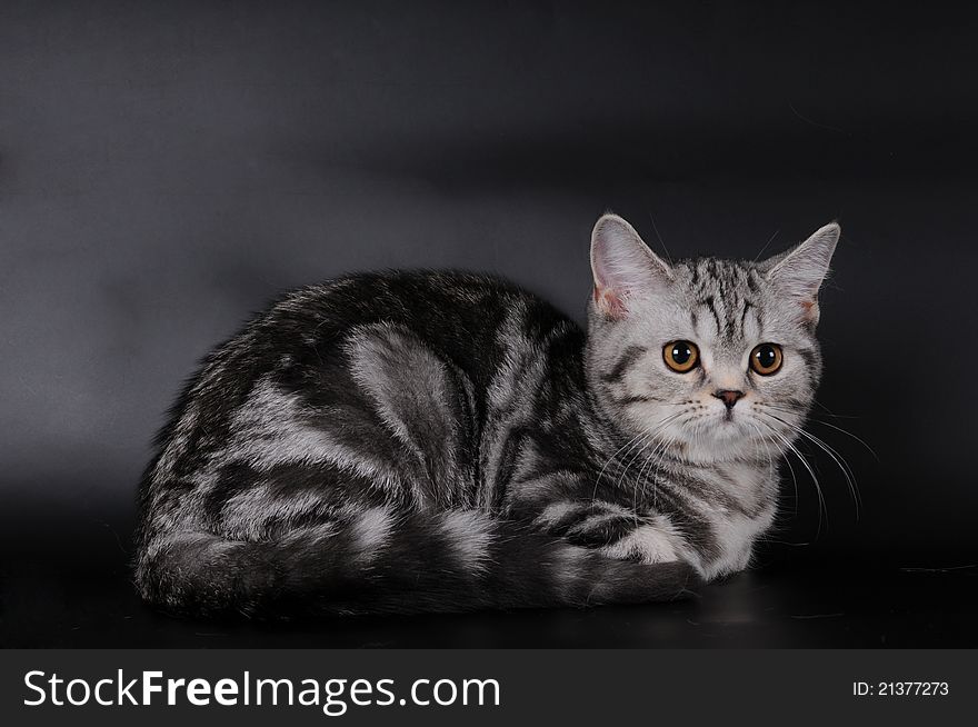 Scottish stright cat portrait on black background. It has stripped color and orange big round eyes.