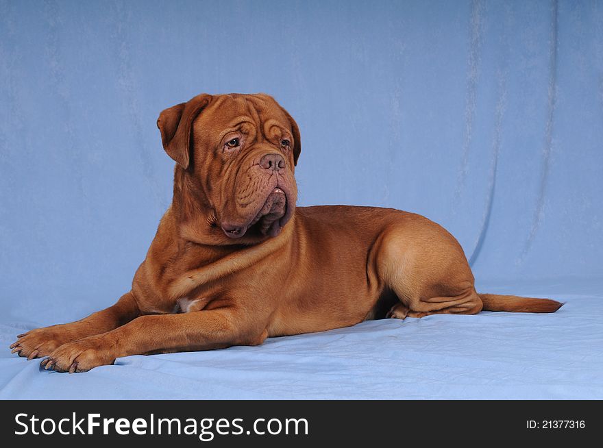 Portrait of big bordoss dog lying on blue textile background and looking aside. He is attentive and ready to defend.