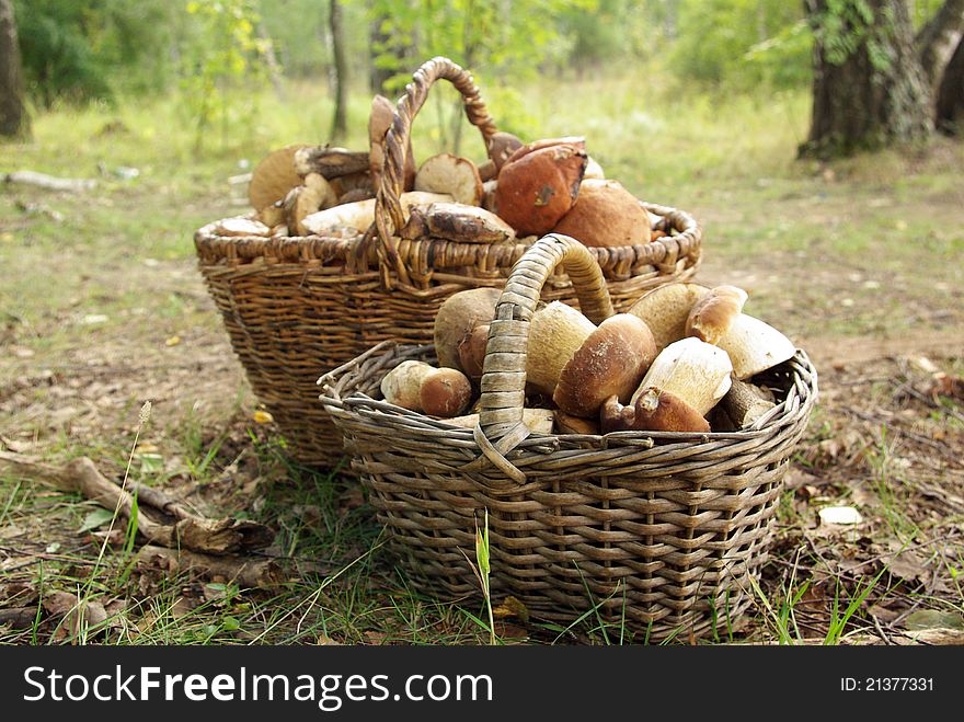 Two baskets of mushrooms in the forest