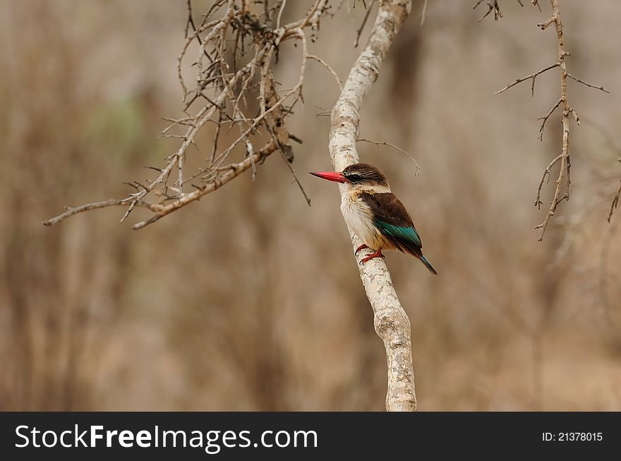 The Brown-Hooded Kingfisher (Halcyon albiventris) occurs from the Congo and Kenya south to southern Africa. Unlike many other kingfishers it does not fish often, so it can often be found far from water (South Africa).