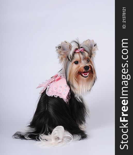 Cute lap dog portrait on white background. Biver york dog clothed in pink wings and shot took from the back. Cute lap dog portrait on white background. Biver york dog clothed in pink wings and shot took from the back.