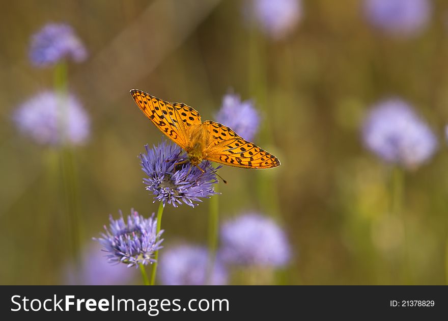 Orange butterfly stand on a purple  flower.