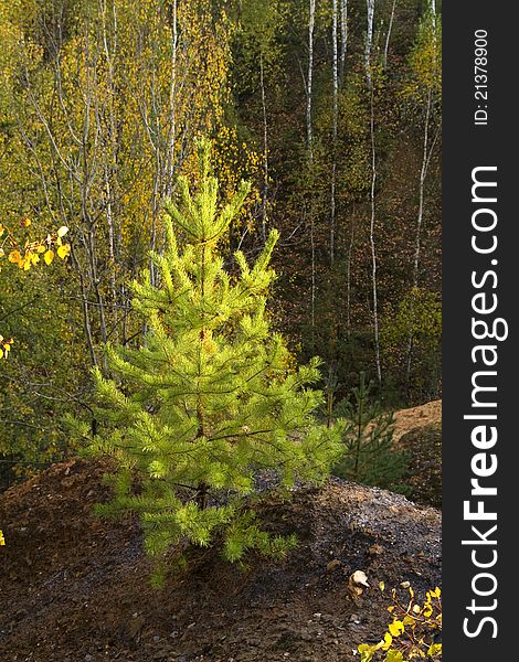 Young pine tree on a hill among the birches