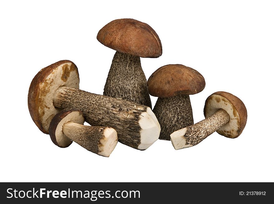 Edible mushrooms isolated on white background