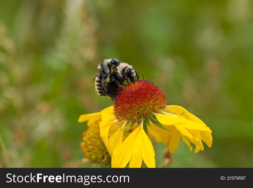 Two Bumble Bees mating on the yellow flower. Two Bumble Bees mating on the yellow flower