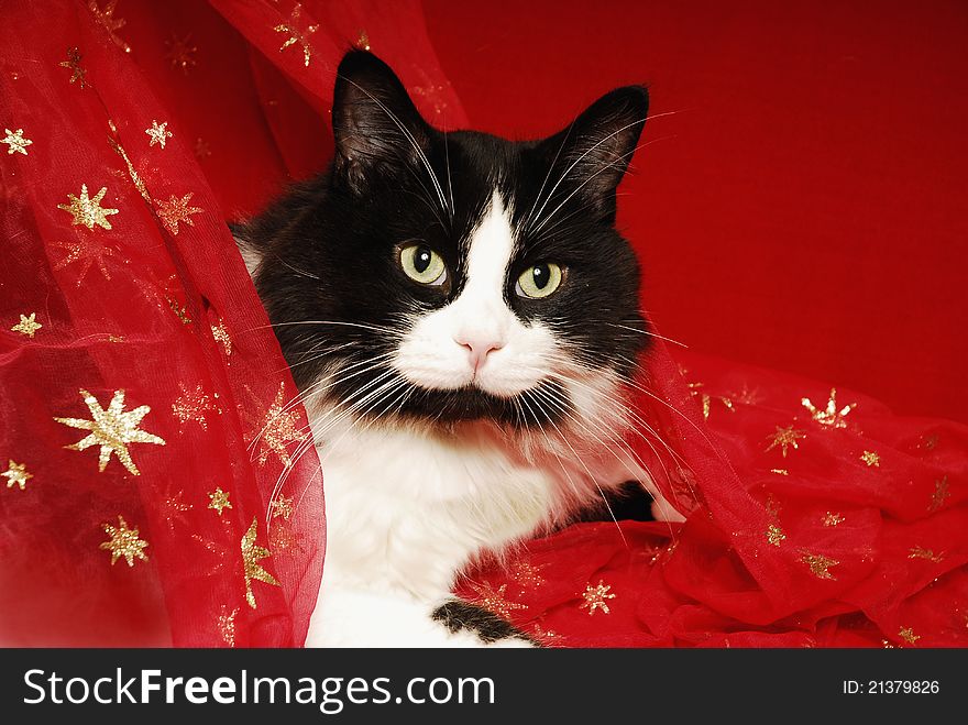 Black and white tuxedo cat lies in red material with gold stars. Black and white tuxedo cat lies in red material with gold stars