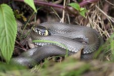 Grass Snake Royalty Free Stock Photography Grass Snake Royalty Free Stock Photography